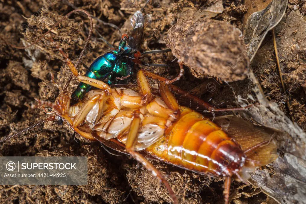 Emerald Cockroach Wasp (Ampulex compressa) adult female, stinging American Cockroach (Periplaneta americana) to obliterate sense of fear and turn it into 'zombie', South Asia, Africa and Pacific Islands (controlled conditions)