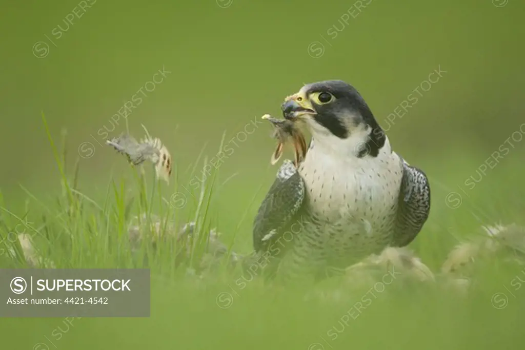 Peregrine Falcon (Falco peregrinus) adult male, plucking feathers from kill on ground, England, may (captive)