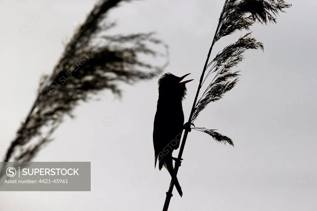 Great Reed-warbler (Acrocephalus arundinaceus) adult, singing, silhouetted on reed, Bulgaria, May