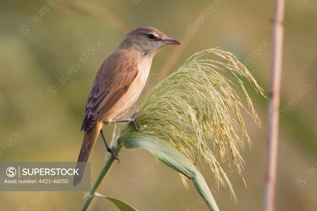 Oriental Reed-warbler (Acrocephalus orientalis) adult, perched on reed stem, Hong Kong, China, October