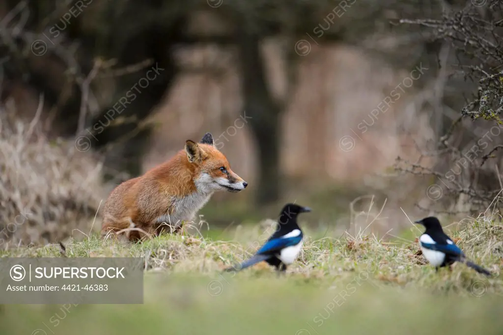 European Red Fox (Vulpes vulpes) adult, with Common Magpies (Pica pica) on heathland, Cannock Chase, Staffordshire, England, January