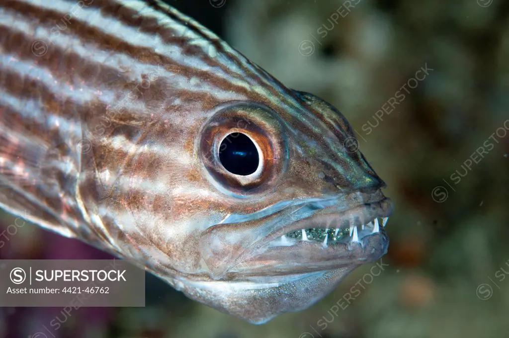 Large-toothed Cardinalfish (Cheilodipterus macrodon) adult male, close-up of head, mouth brooding eggs, Mioskon, Dampier Straits, Raja Ampat Islands (Four Kings), West Papua, New Guinea, Indonesia, July