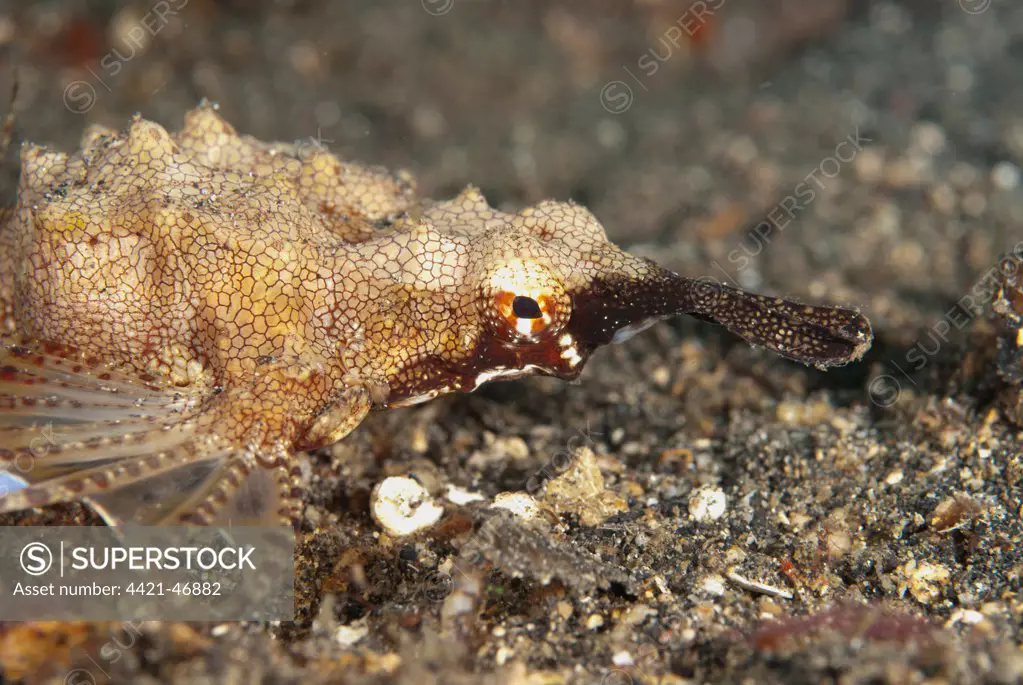 Pegasus Sea Moth (Eurypegasus draconis) adult, close-up of head, crawling on black sand, Lembeh Straits, Sulawesi, Sunda Islands, Indonesia, July