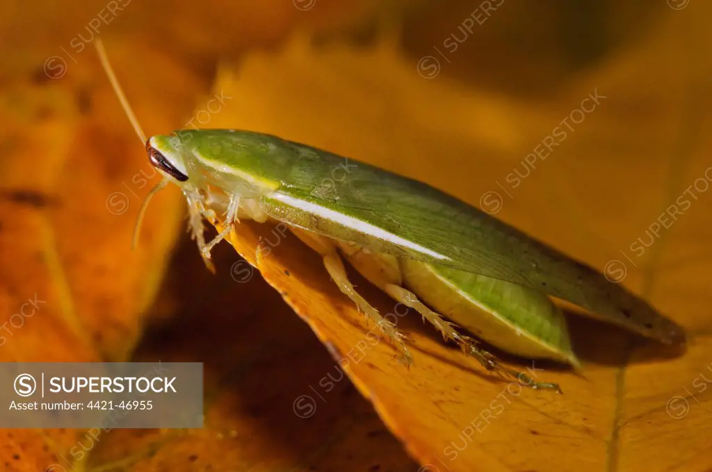 Green Banana Cockroach (Panchlora nivea) introduced species, stowaway within shipment of produce, most likely bananas, adult, resting on fallen leaf, Belvedere, Bexley, Kent, England, November