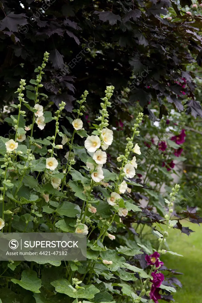 Hollyhock (Alcea sp.) flowering, growing in garden, Ottawa, Ontario, Canada, July