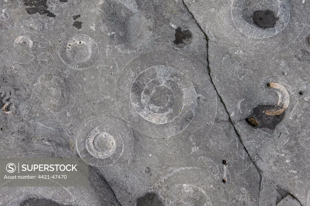 Ammonite (Coroniceras bucklandi) fossils exposed in rock pavement, Monmouth Beach, Lyme Regis, Dorset, England, May