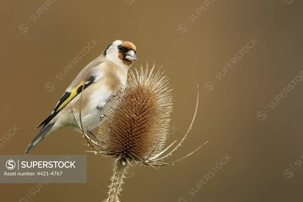 European Goldfinch (Carduelis carduelis) adult, feeding on teasel seedhead, Shropshire, England, december