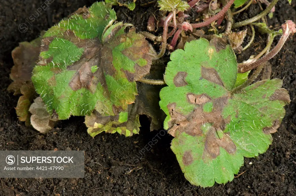 Foliar nematode, Aphelenchoides spp, angular leaf spotting on an ornamental anemone plant leaves