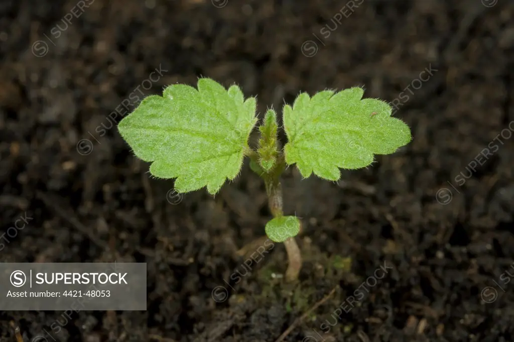 Seedling stinging nettle, Urtica dioica, perrennial stinging weed of gardens, wasteground and hedgerows with two true leaves and cotyledon