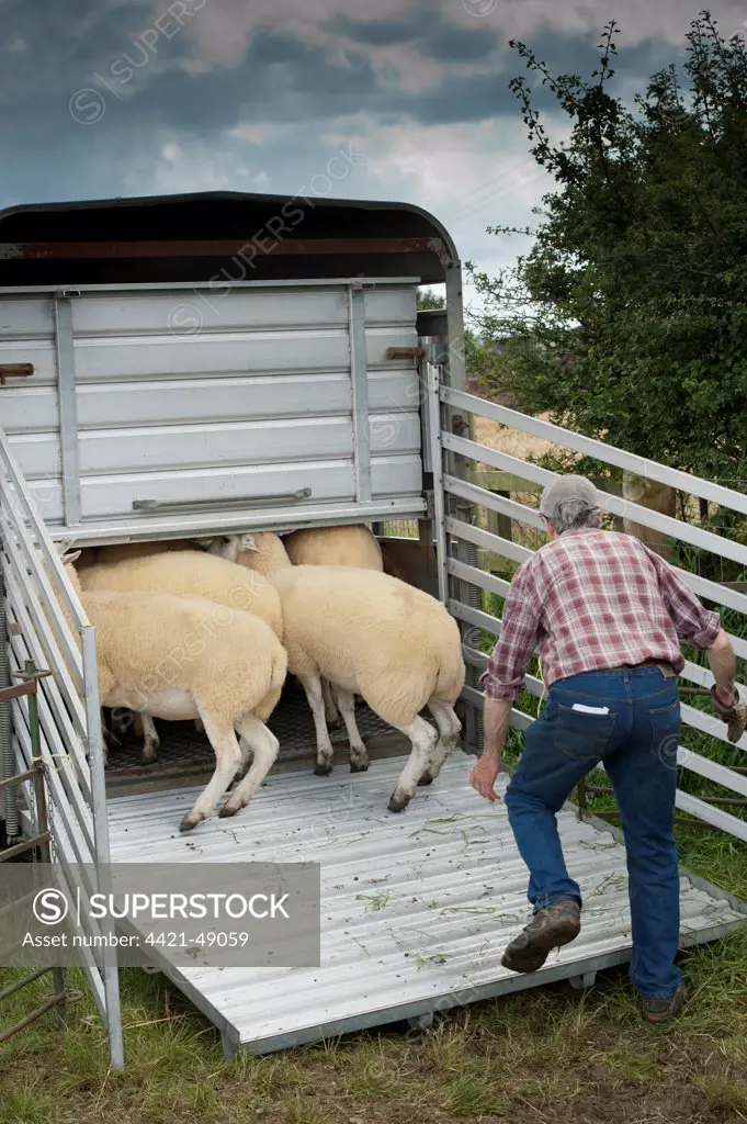 Sheep farming, farmer loading sheep into livestock trailer at sale, Thame Sheep Fair, Oxfordshire, England, August