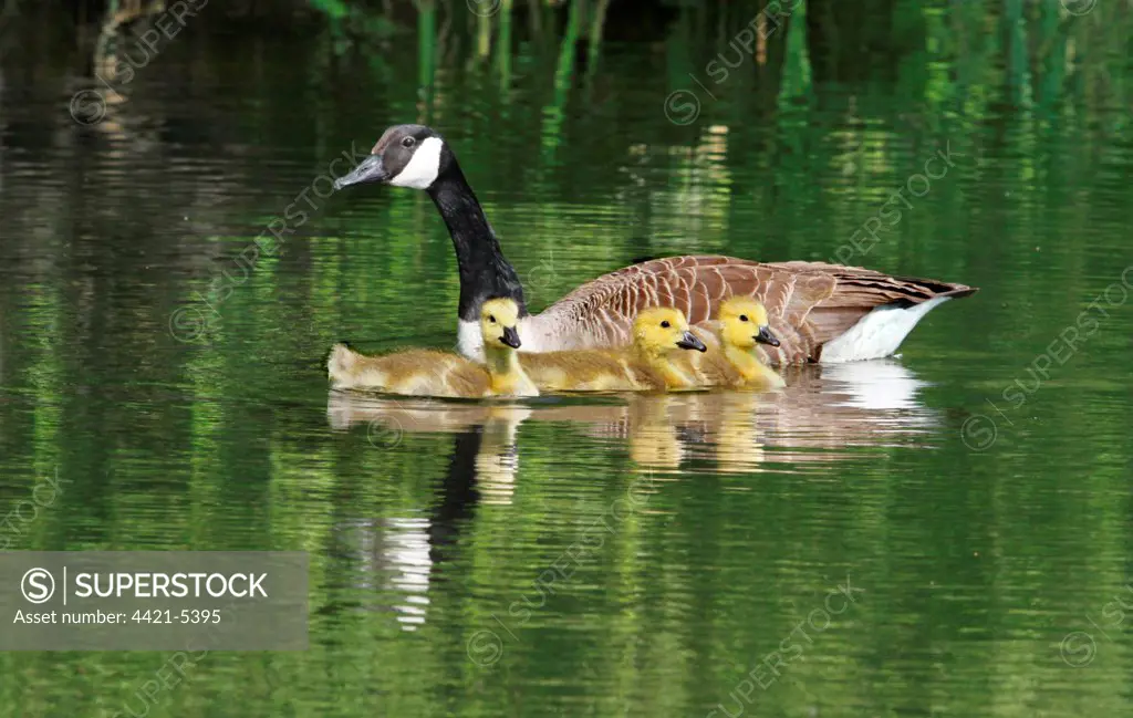 Canada Goose (Branta canadensis) introduced species, adult with three goslings, swimming on lake, Leicestershire, England, may