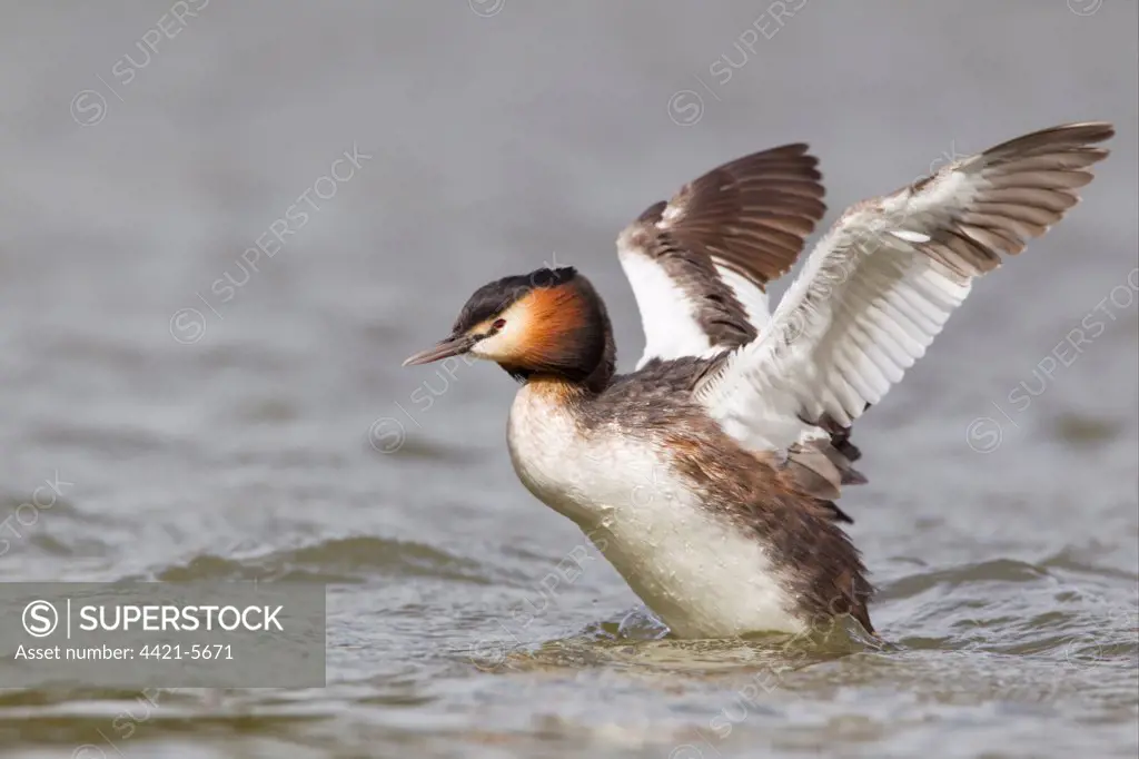 Great Crested Grebe (Podiceps cristatus) adult, flapping wings on choppy water, River Thames, England, april