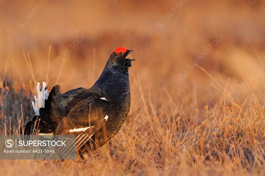 Black Grouse (Tetrao tetrix) adult male, calling, displaying at lek in dawn sunlight, Sweden, april