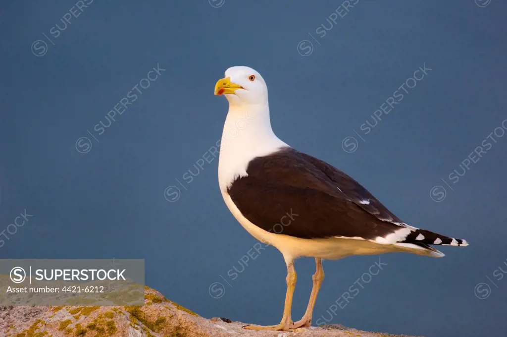 Great Black-backed Gull (Larus marinus) adult, standing on clifftop rock in evening, Great Saltee, Saltee Islands, Ireland, may