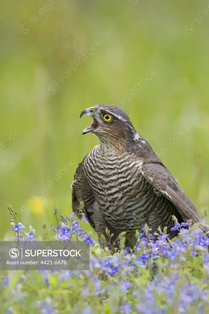Eurasian Sparrowhawk (Accipiter nisus) adult female, calling, standing on ground, England (captive)