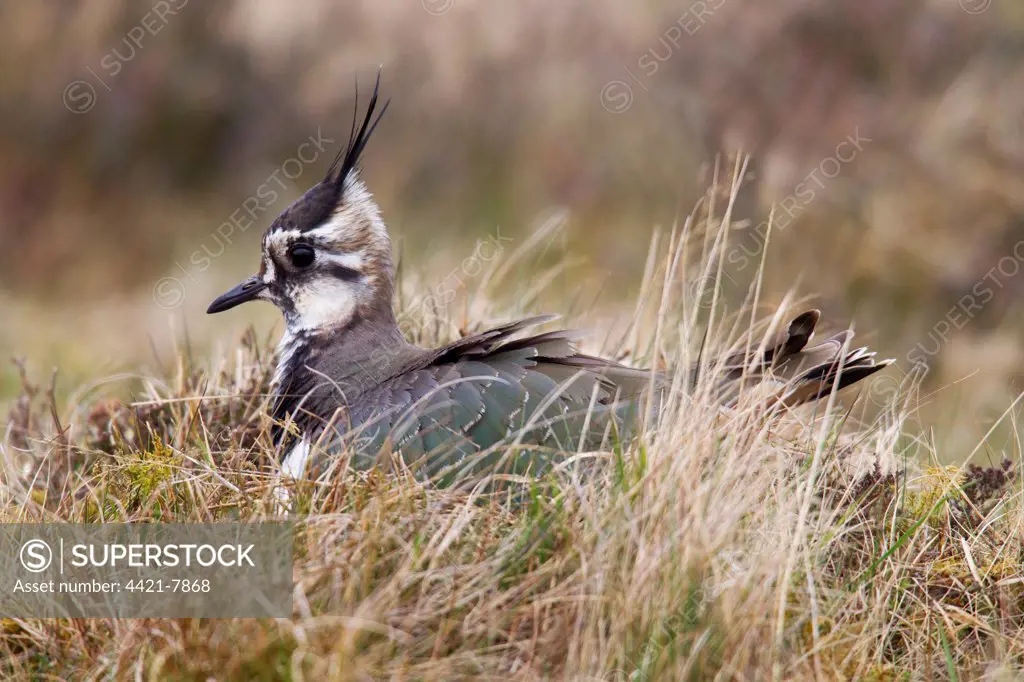 Northern Lapwing (Vanellus vanellus) adult female, sitting on nest in moorland, Berwickshire, Scottish Borders, Scotland, april