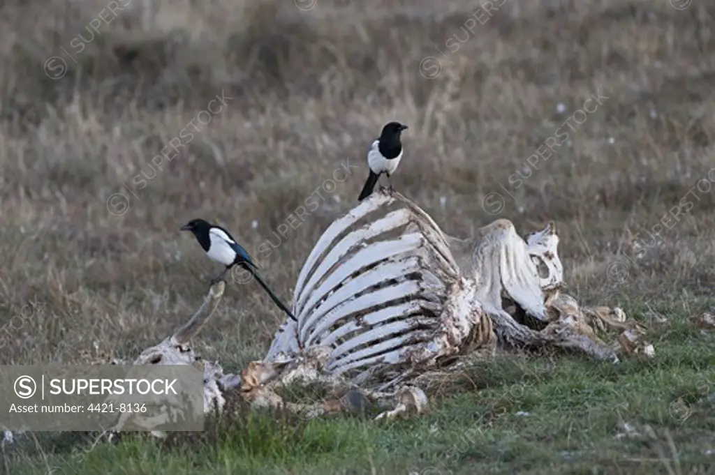 Common Magpie (Pica pica) two adults, perched on carrion, Pyrenees, Catalonia, Spain, november