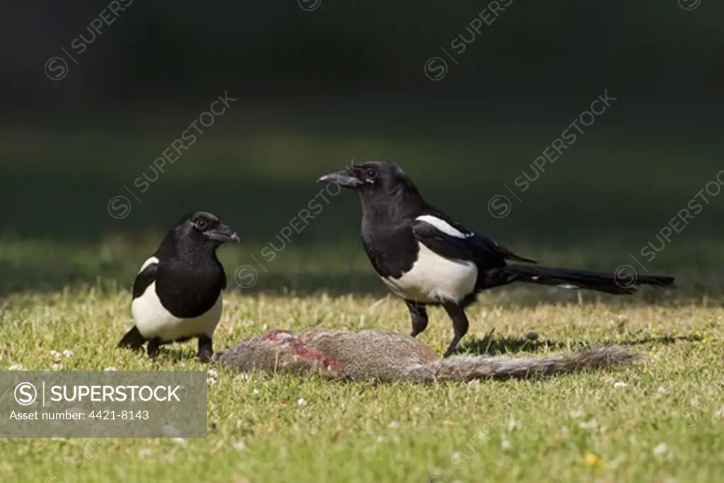 Common Magpie (Pica pica) two adults, feeding on Eastern Grey Squirrel (Sciurus carolinensis) carcass, Oxfordshire, England, june