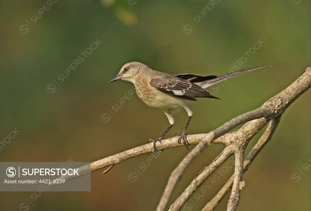 Northern Mockingbird (Mimus polyglottos orpheus) immature, perched on branch, Hope Gardens, Jamaica, april