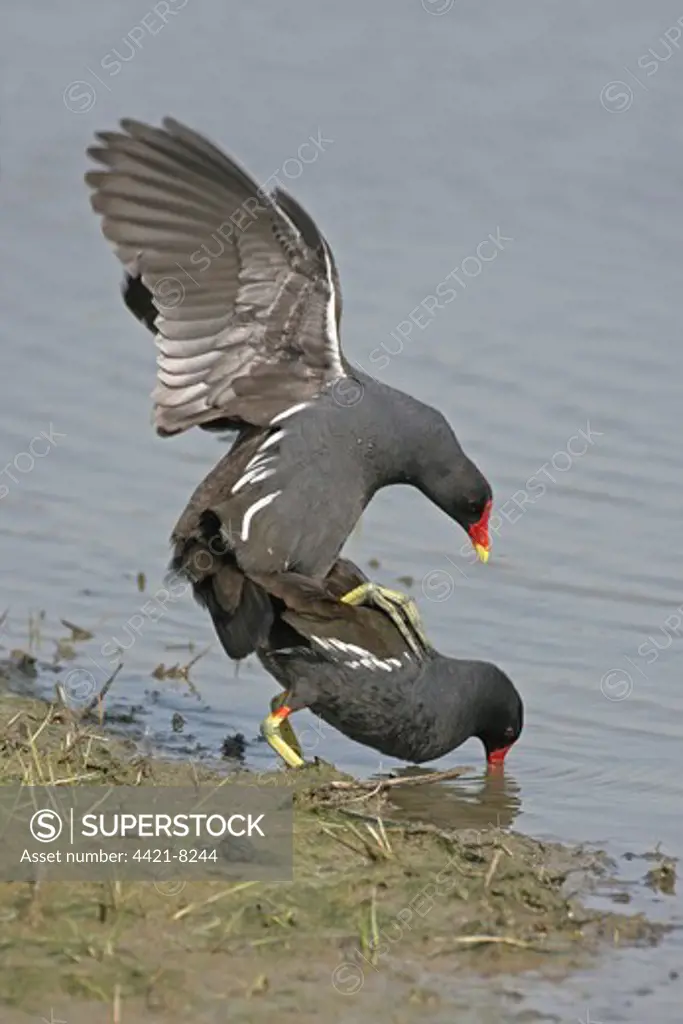 Common Moorhen (Gallinula chloropus) adult pair, mating, at edge of water, Minsmere RSPB Reserve, Suffolk, England, april