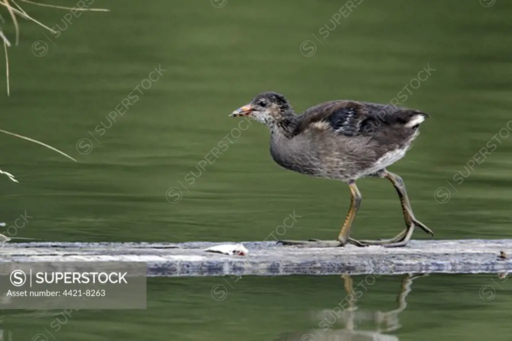 Common Moorhen (Gallinula chloropus) juvenile, walking on wooden plank in water, Midlands, England, july