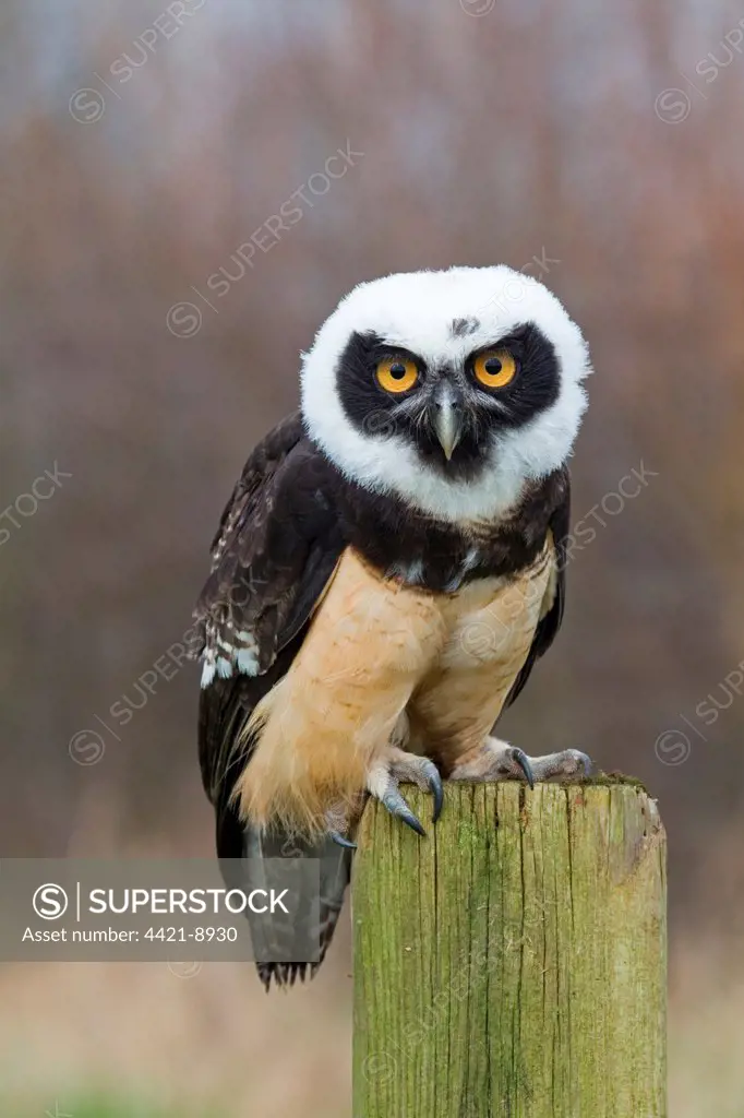 Spectacled Owl (Pulsatrix perspicillata) immature, standing on post (captive)