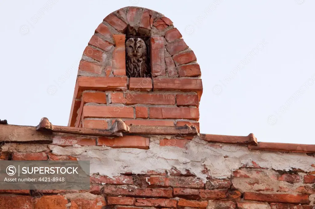 Tawny Owl (Strix aluco) adult, roosting in chimney alcove, Sigishoara, Romania, june