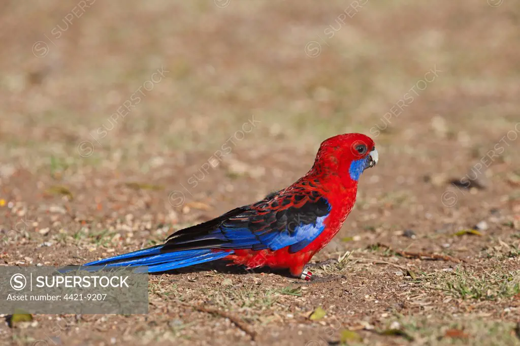 Crimson Rosella (Platycercus elegans) adult, with rings on leg, feeding on ground, O'Reilly's, Lamington N.P., Queensland, Australia