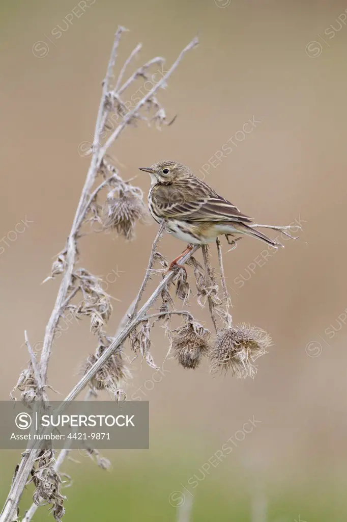 Meadow Pipit (Anthus pratensis) adult, perched on dead thistle, Suffolk, England, april