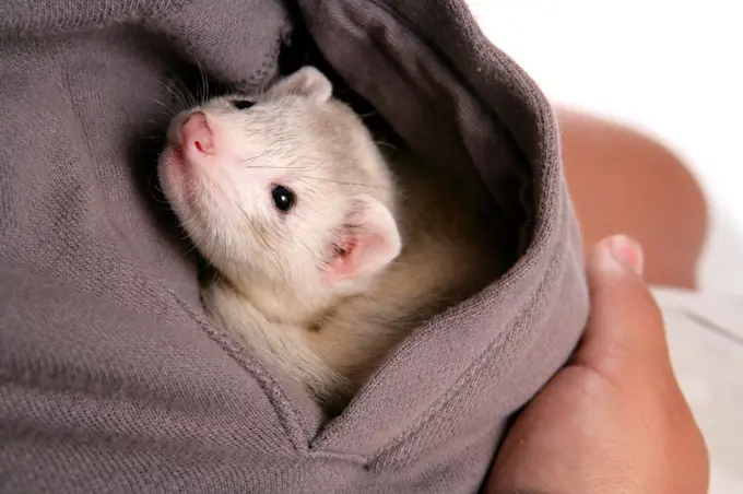 Domestic Polecat Ferret (Mustela putorius x putorius furo) young, in pocket of owner