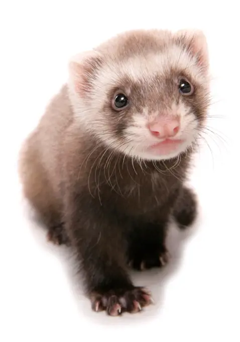 Domestic Polecat Ferret (Mustela putorius x putorius furo) young, sitting