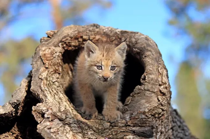 Canadian Lynx (Lynx canadensis) eight-weeks old cub, in hollow tree trunk, Montana, U.S.A., june (captive)