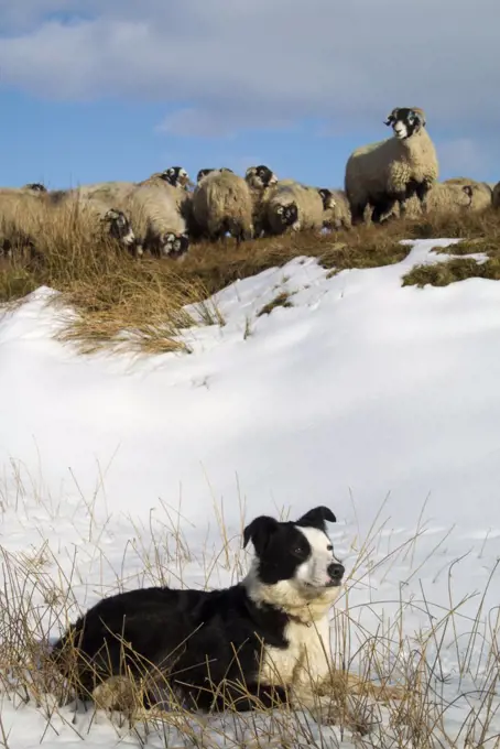 Domestic Dog, Border Collie, working sheepdog, adult, laying on snow beside Swaledale sheep flock, Cumbria, England, March