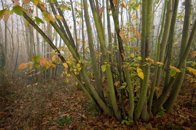 Sweet Chestnut (Castanea sativa) coppiced woodland in mist, Ranscombe Farm Plantlife Reserve, Kent, England, november