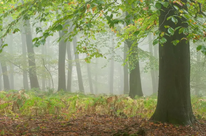 Common Beech (Fagus sylvatica) woodland habitat in mist, King's Wood, Challock, North Downs, Kent, England, October