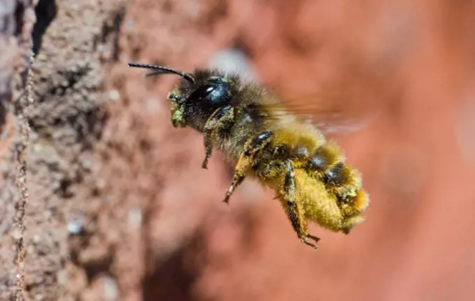 Bee carrying pollen