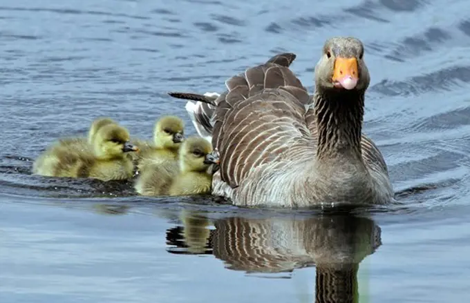 Greylag Goose with young on water