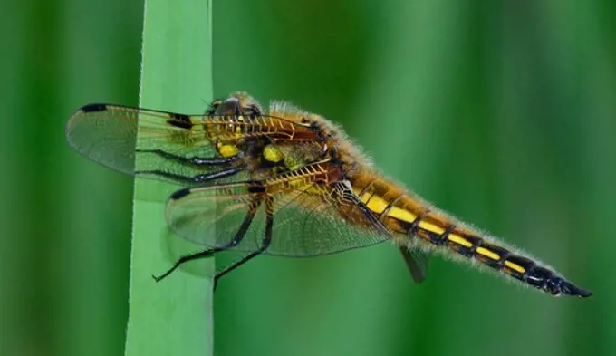 Four spotted Chaser Dragonfly