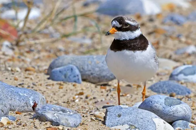 United Kingdom, England, Norfolk, Ringed Plover (Charadrius hiaticula) on beach