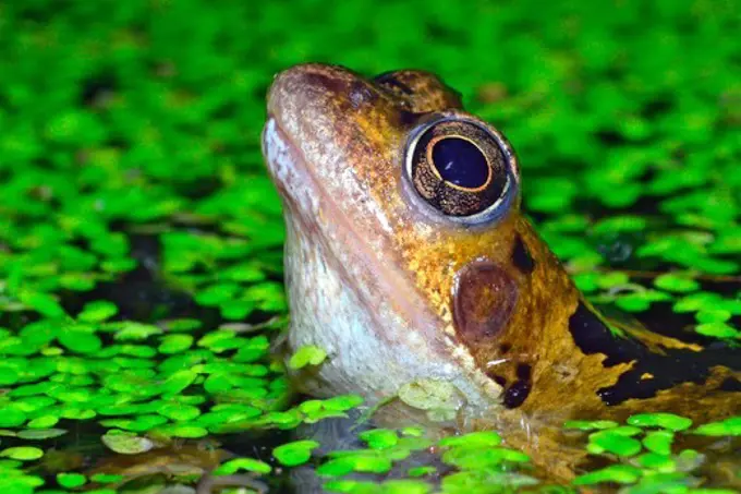 United Kingdom, England, Norfolk, Common frog (Rana temporaria) in garden pond with duckweed (Lemna minor)