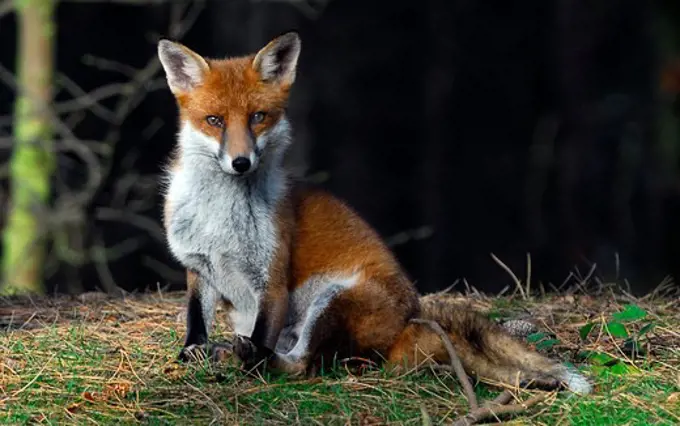 United Kingdom, England, Formby, Red Fox (Vulpes vulpes)