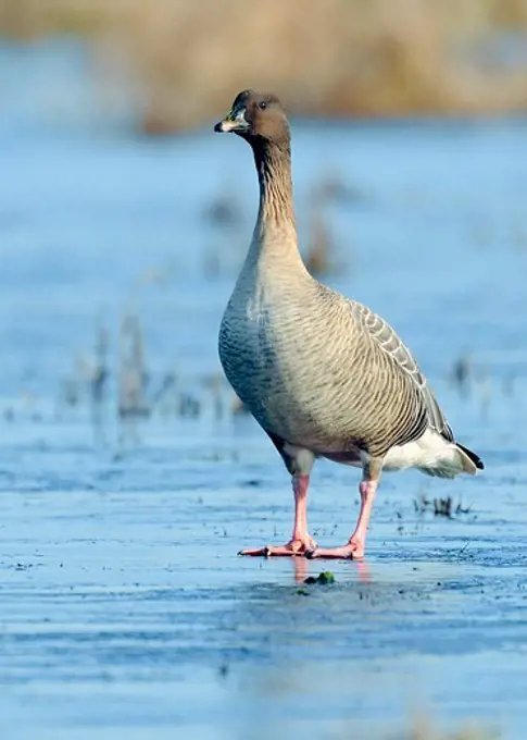 United Kingdom, England, Norfolk, Pink-footed Goose (Anser brachyrhynchus) on ice