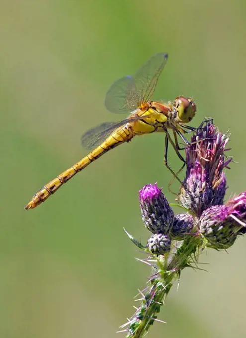 United Kingdom, England, Norfolk, Common Darter Dragonfly (Sympetrum striolatum) on thistle