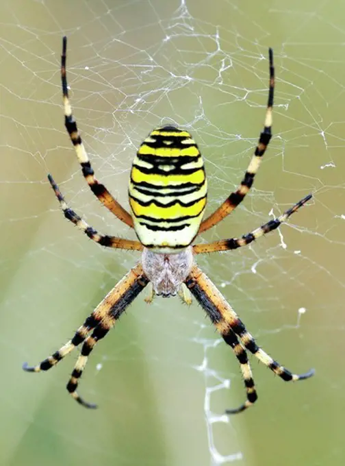 United Kingdom, England, Norfolk, Horsey, Wasp Spider (Argiope bruennichi) on web, 8/13/2009