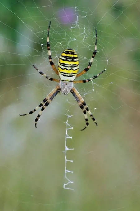 United Kingdom, England, Norfolk, Horsey, Wasp Spider (Argiope bruennichi) on web