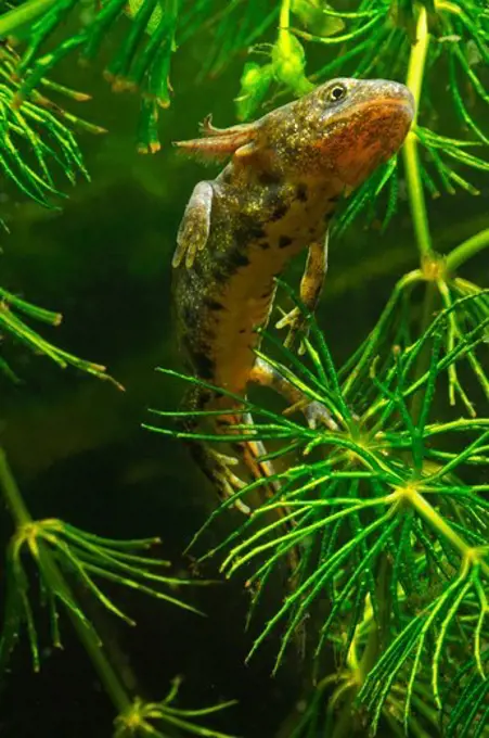 United Kingdom, England, Norfolk, Great Crested Newt (Triturus cristatus) underwater