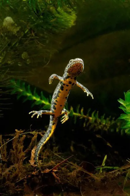 United Kingdom, England, Norfolk, Great Crested Newt (Triturus cristatus) underwater