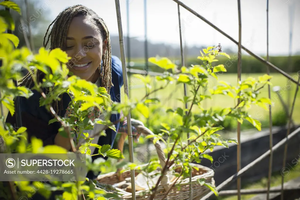 Happy young woman gardening in sunny garden