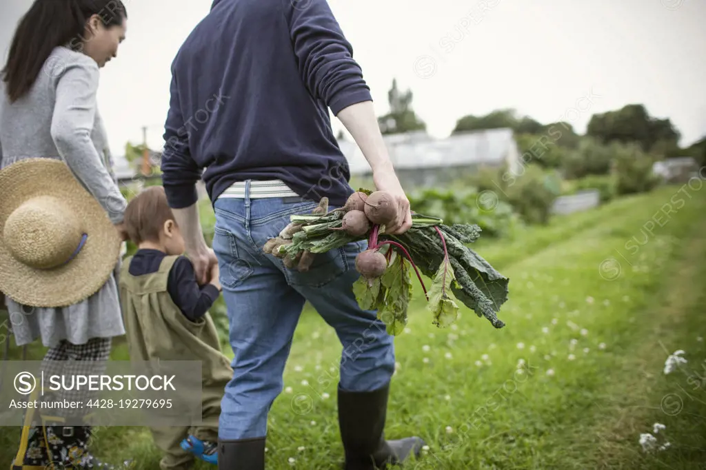 Family harvesting vegetables and walking in garden