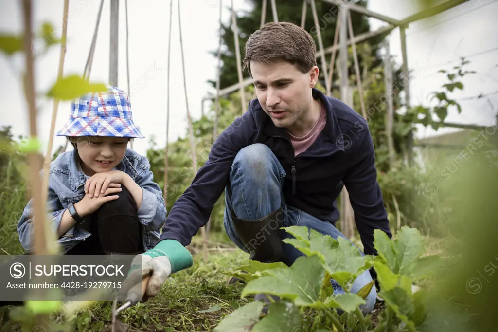 Father and son gardening in vegetable garden